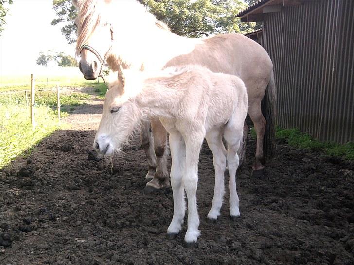 Fjordhest Knudehuse`s Fie billede 8