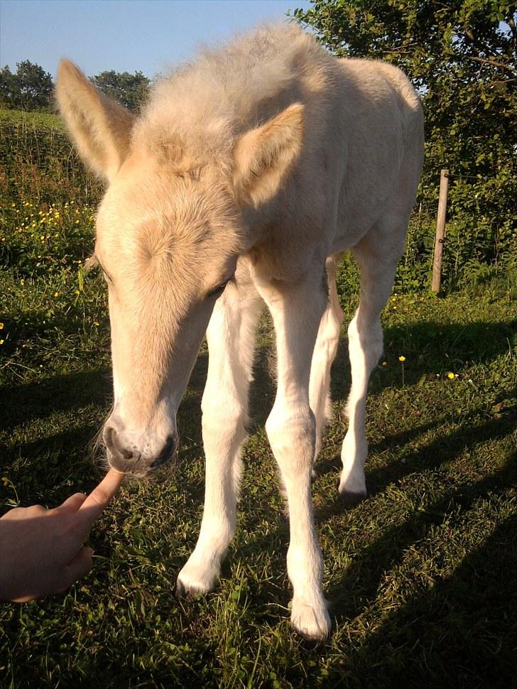Fjordhest Knudehuse`s Fie billede 9