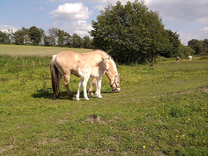 Fjordhest Knudehuse`s Fie billede 10