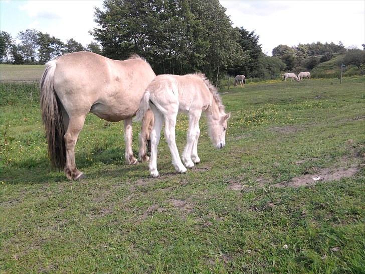 Fjordhest Knudehuse`s Fie billede 11