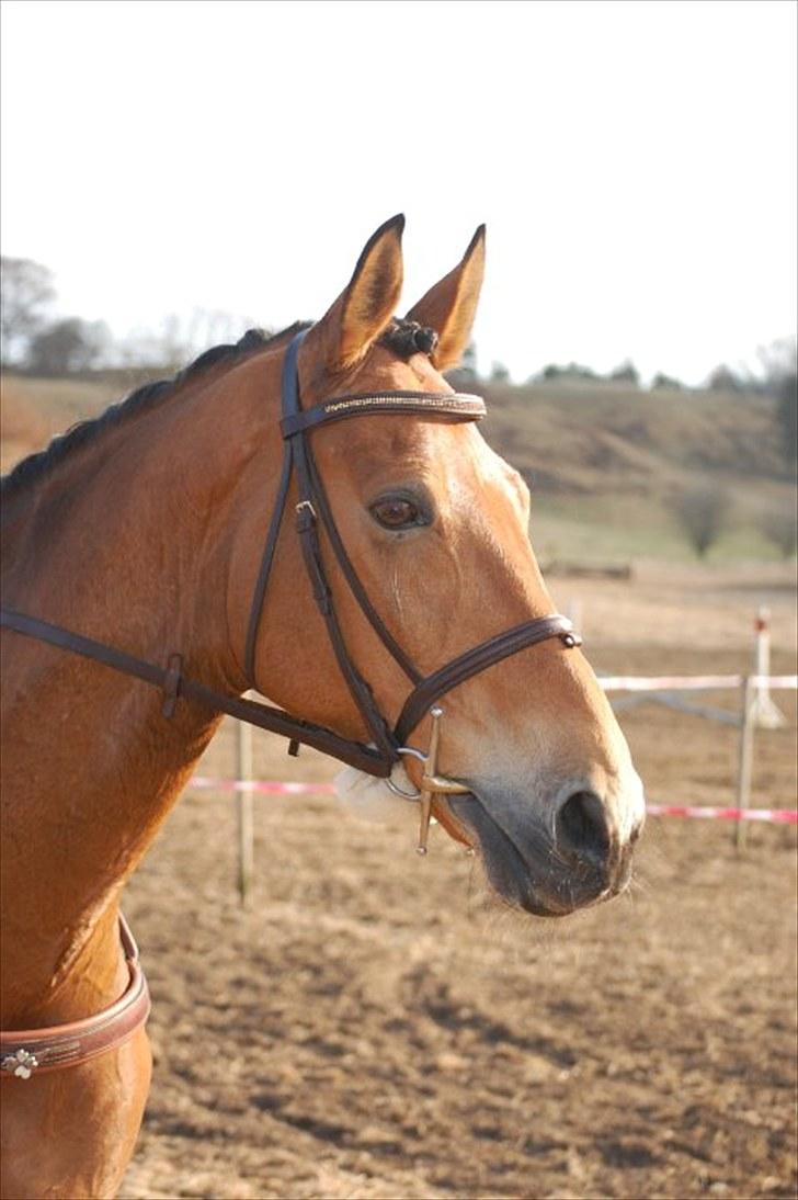 Dansk Varmblod Rambi - Lillehesten <3. billede 1