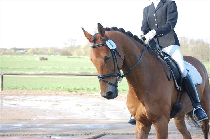 Dansk Varmblod Rambi - Søborggård. billede 2