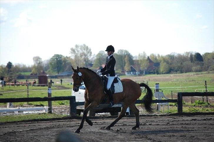 Dansk Varmblod Rambi - Søborggård. billede 3