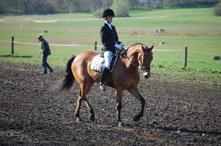 Dansk Varmblod Rambi - Søborggård. billede 4