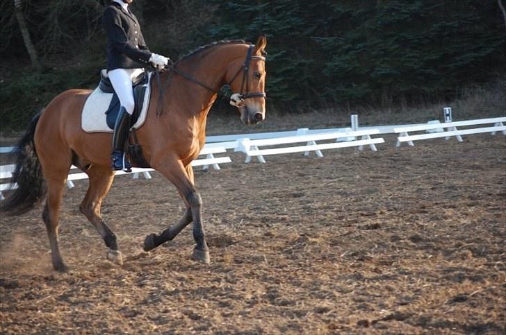 Dansk Varmblod Rambi - Tjele. billede 5