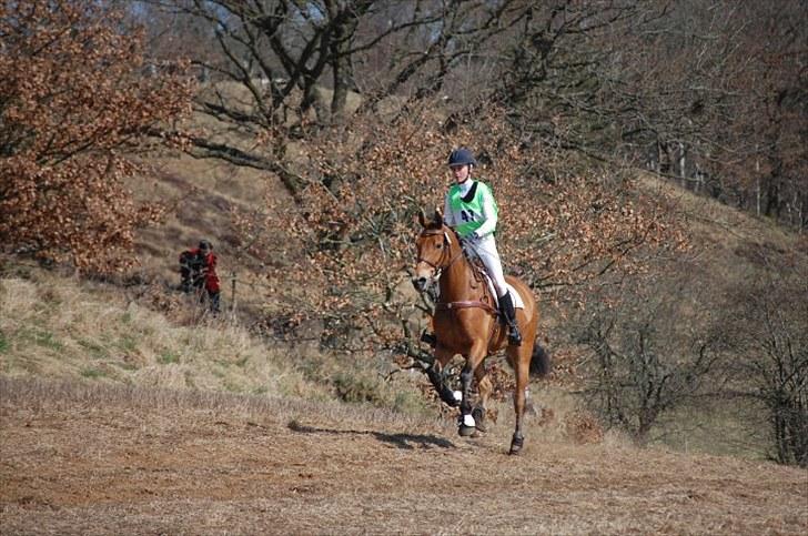 Dansk Varmblod Rambi - Lets Go! billede 6