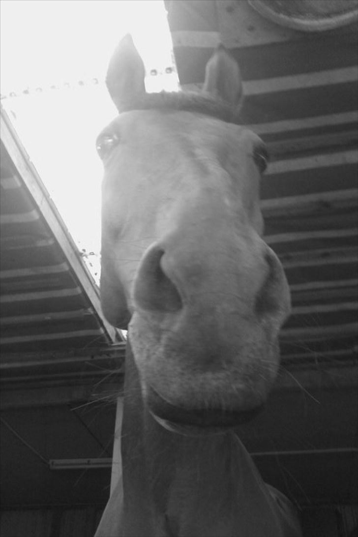 Dansk Varmblod Rambi - Lillehesten. billede 7