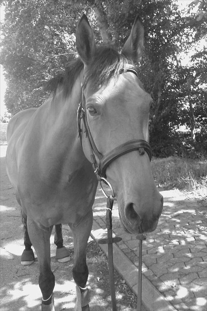 Dansk Varmblod Rambi - Ude at gå tur. billede 8