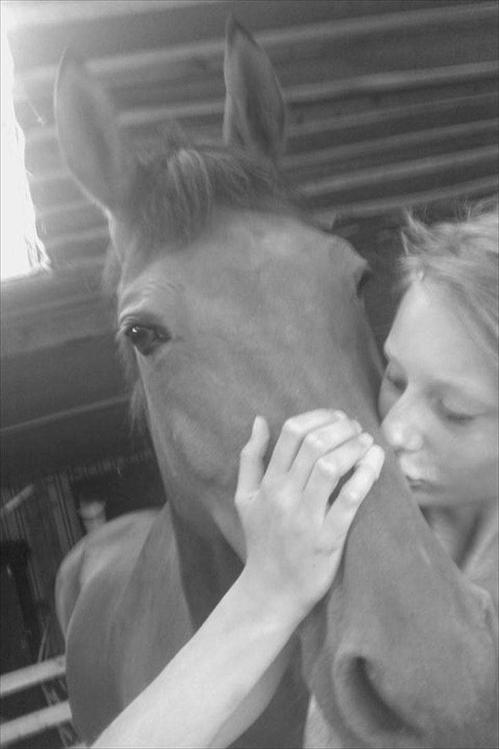 Dansk Varmblod Rambi - Min Lillehest. billede 9