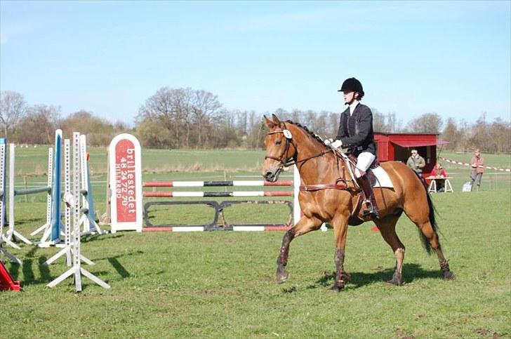 Dansk Varmblod Rambi - Søborggård. billede 10