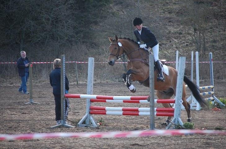 Dansk Varmblod Rambi - Tjele, 80 cm (; billede 11