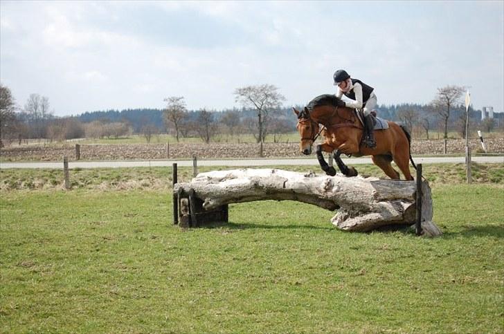 Dansk Varmblod Rambi - Süderlügum - træning ca. 1m. billede 12