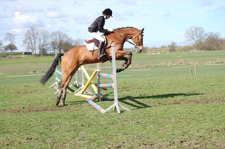 Dansk Varmblod Rambi - Søborggård. billede 13