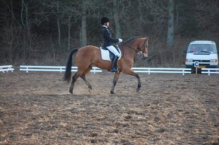 Dansk Varmblod Rambi - Tjele. billede 14