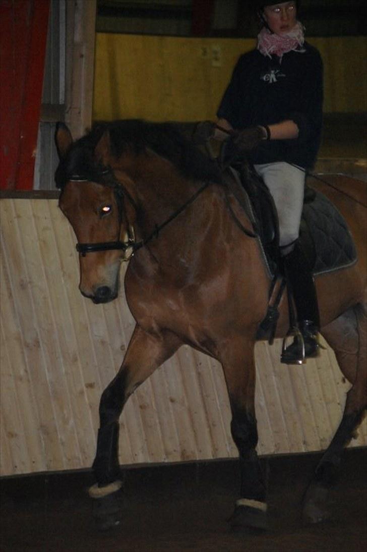 Dansk Varmblod Rambi - Træning. billede 15