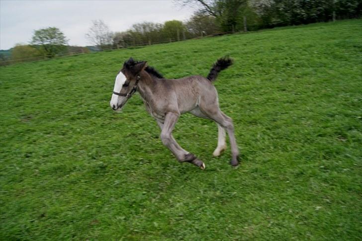 Irish Cob Charlot of Chopin - Endelig fri efter 11 måneder i mors mave billede 2