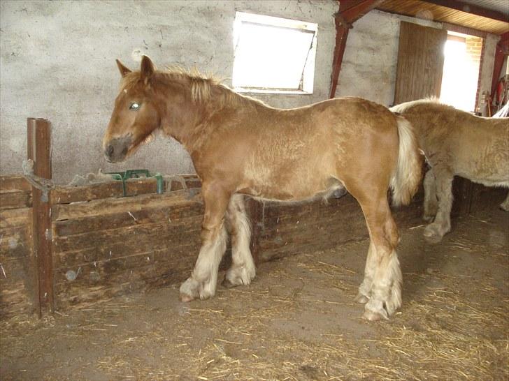 Jyde Findus Tindbæklund billede 13