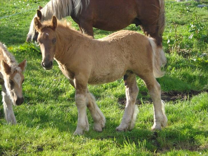 Jyde Findus Tindbæklund billede 15