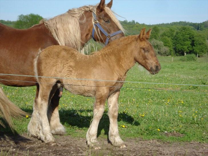 Jyde Findus Tindbæklund billede 16