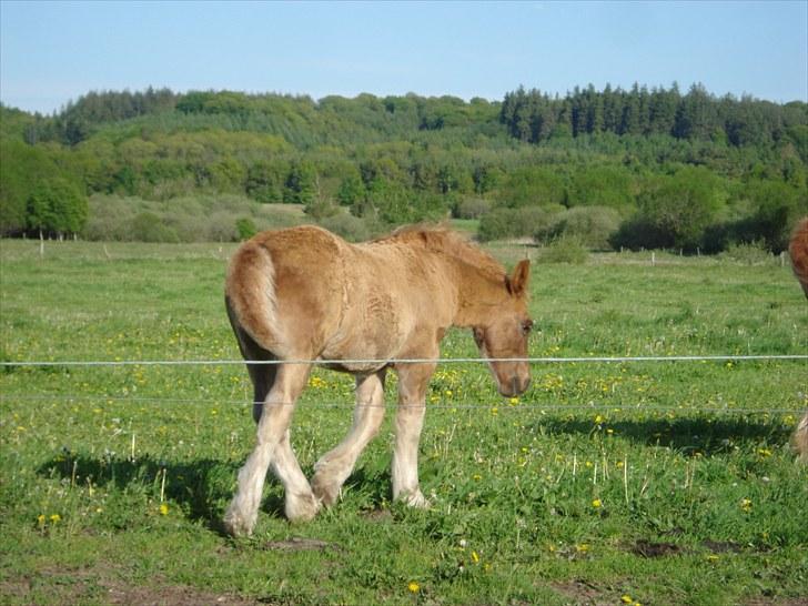 Jyde Findus Tindbæklund billede 18