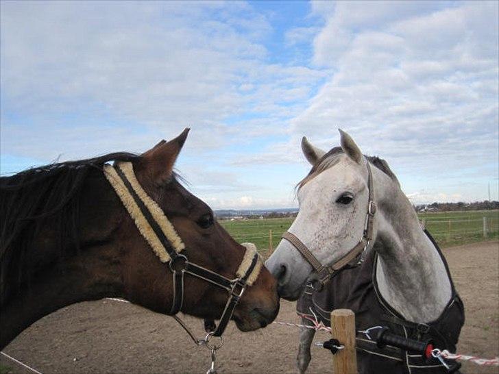 Anden særlig race Nicole - Velkommen til Nicole´s profilting! enjoy i;<3 xoxo billede 1