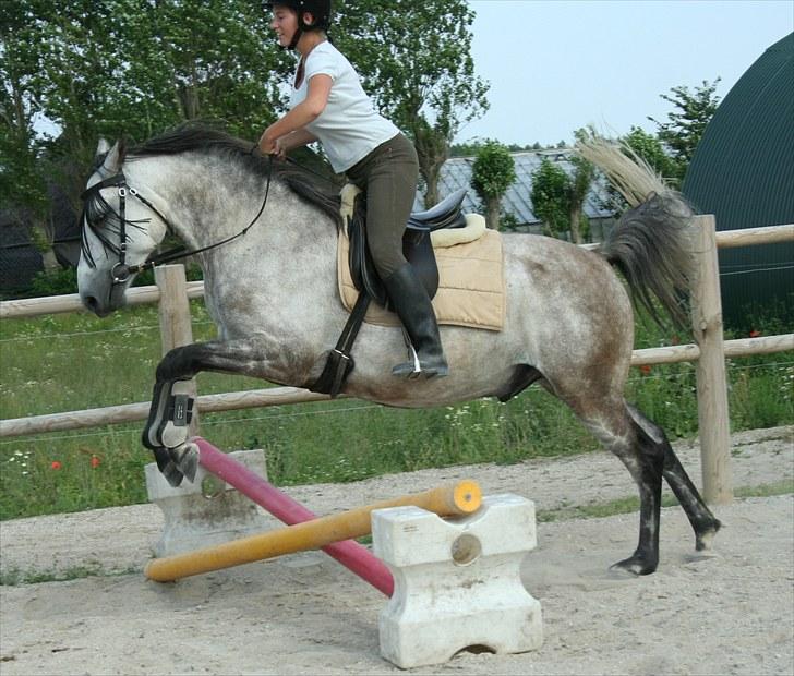 Hollandsk Sportspony Silver king  billede 13