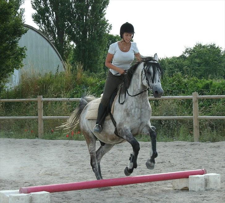 Hollandsk Sportspony Silver king  billede 14