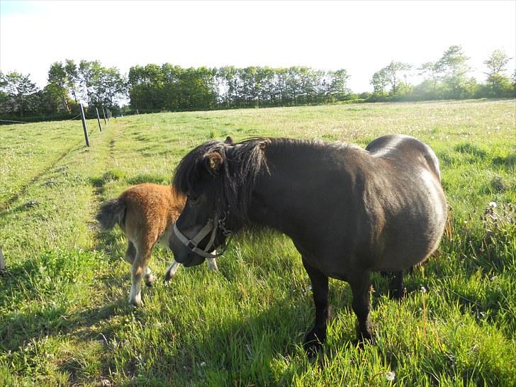 Shetlænder Blakie billede 8