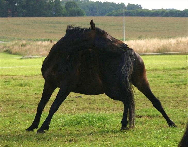 Anden særlig race Pepsi<3 billede 2