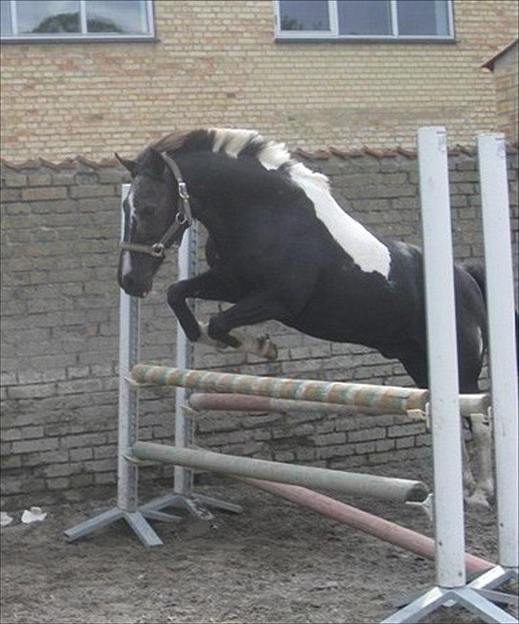 Anden særlig race Bounty ( TIDLIGER DRØMME PART ) - Løs spring ! ! ! han sprang 100 cm. den dag (foto: Mathilde, tak billede 4