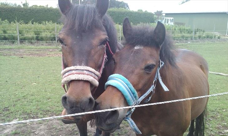 Anden særlig race Brune  [Savnet :'* ] - 6# billede 6