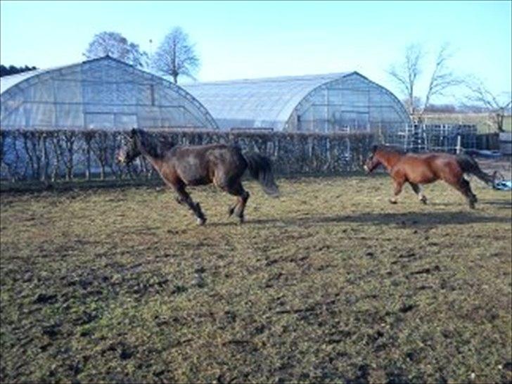 Anden særlig race Brune  [Savnet :'* ] - 7# meget smukke heste<33 billede 7