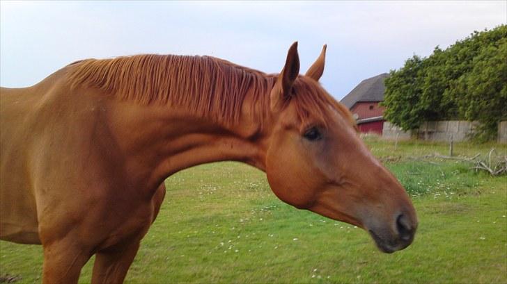 Dansk Varmblod Coca-Cola billede 1