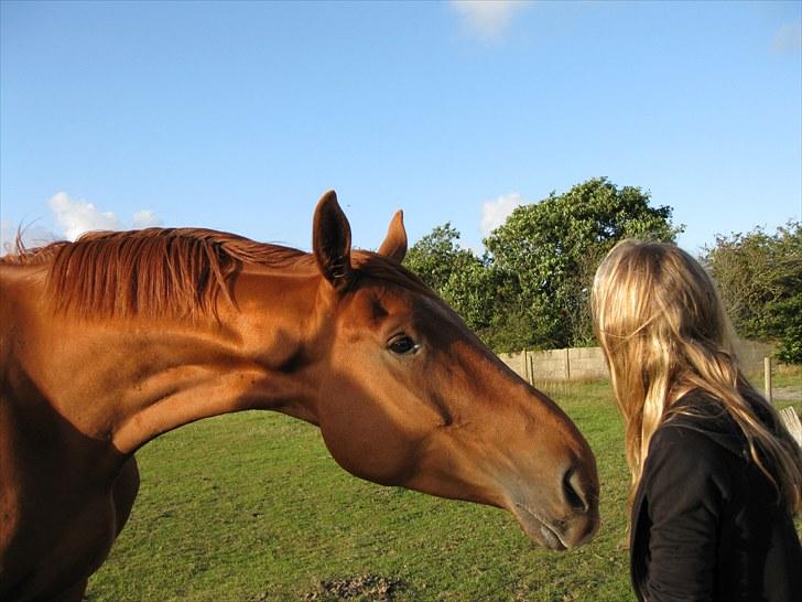 Dansk Varmblod Coca-Cola billede 2