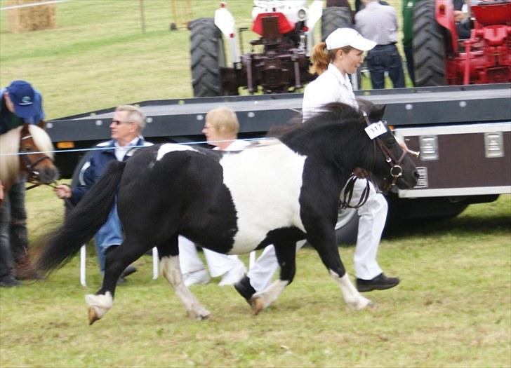 Shetlænder Foula Fancy - 14/8-10 Fremvisning i trav til Dyrskuet i Aulum (Fotograf: Helena Jørgensen) billede 4