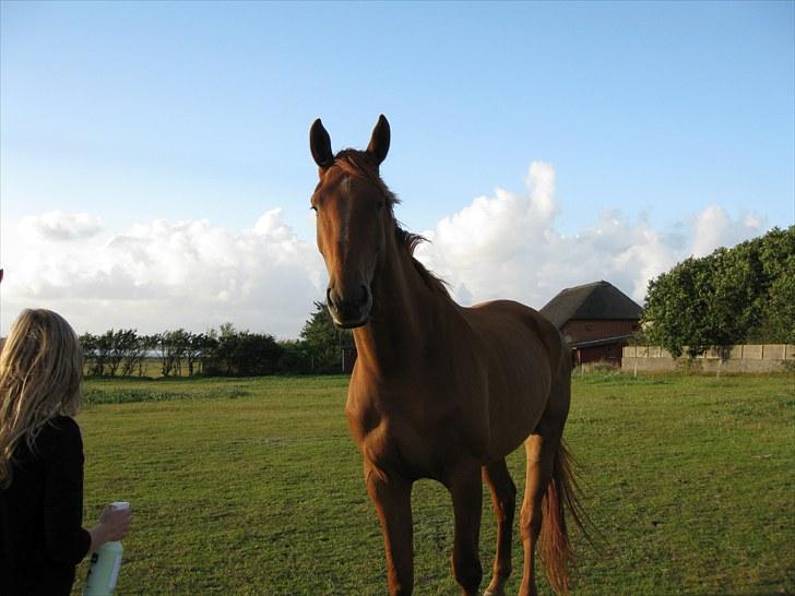 Dansk Varmblod Coca-Cola billede 3