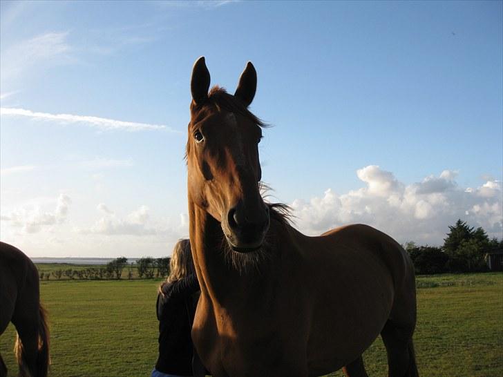Dansk Varmblod Coca-Cola billede 4