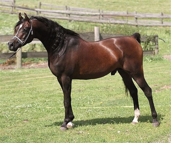 Arabisk fuldblod (OX) Massimo Ibn Mirokan billede 6