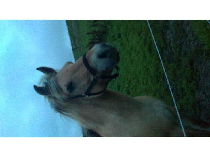 {{currentPhoto.altText}} billede {{currentPhoto.number}}