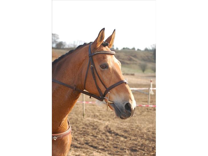 {{currentPhoto.altText}} billede {{currentPhoto.number}}