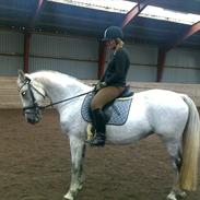 Anden særlig race Nicole gl. part *Død*