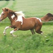 Anden særlig race Cherie