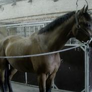 Hollandsk Varmblod Zidane SOLGT