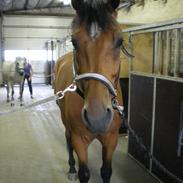 Hollandsk Varmblod Zidane SOLGT