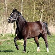 Welsh Pony af Cob-type (sec C) Rytterbjergets Neria