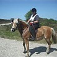 Haflinger Nordan´s Natasja