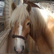 Haflinger Nordan´s Natasja