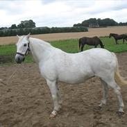 Welsh Pony (sec B) Prinzess of Beauty queen ( Pony) R.I.P