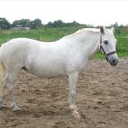 Welsh Pony (sec B) Prinzess of Beauty queen ( Pony) R.I.P