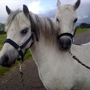 Anden særlig race Minni